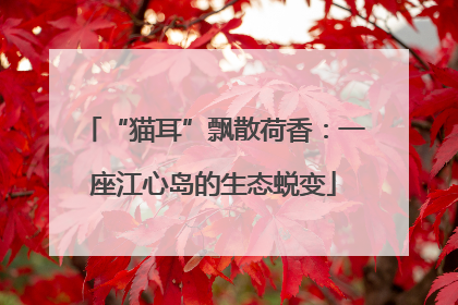 “猫耳”飘散荷香：一座江心岛的生态蜕变