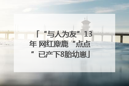 “与人为友”13年 网红麋鹿“点点”已产下8胎幼崽
