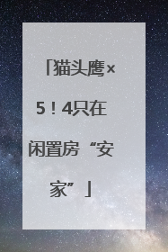 猫头鹰×5！4只在闲置房“安家”