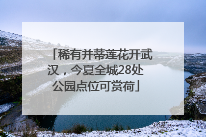 稀有并蒂莲花开武汉，今夏全城28处公园点位可赏荷