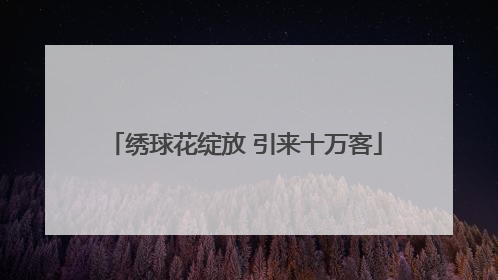 绣球花绽放 引来十万客