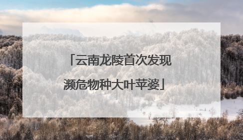 云南龙陵首次发现濒危物种大叶苹婆