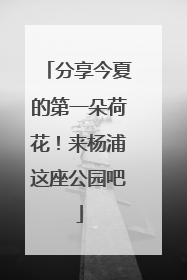 分享今夏的第一朵荷花！来杨浦这座公园吧