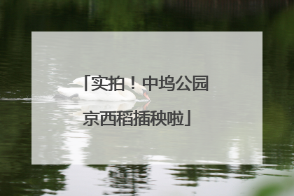 实拍！中坞公园京西稻插秧啦
