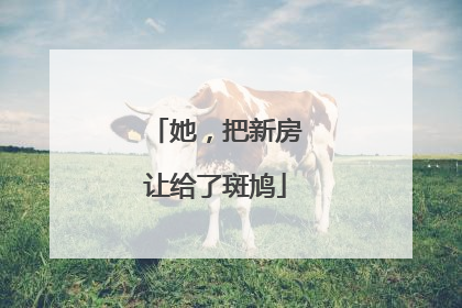 她，把新房让给了斑鸠