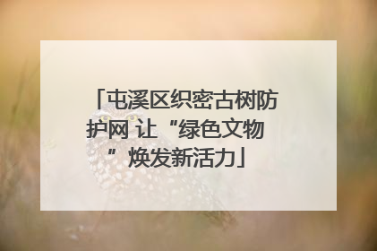 屯溪区织密古树防护网 让“绿色文物”焕发新活力