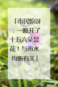 市民惊讶：一晚开了十五六朵昙花！与雨水均衡有关