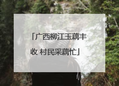 广西柳江玉藕丰收 村民采藕忙