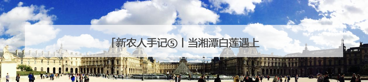 新农人手记⑤丨当湘潭白莲遇上云端电商 新视野带来了新路径