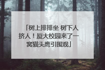 树上排排坐 树下人挤人！厦大校园来了一窝猫头鹰引围观