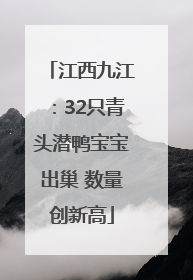 江西九江：32只青头潜鸭宝宝出巢 数量创新高