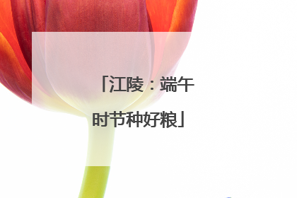 江陵：端午时节种好粮