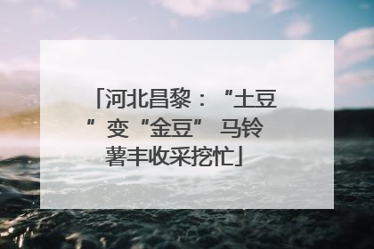 河北昌黎：“土豆”变“金豆” 马铃薯丰收采挖忙