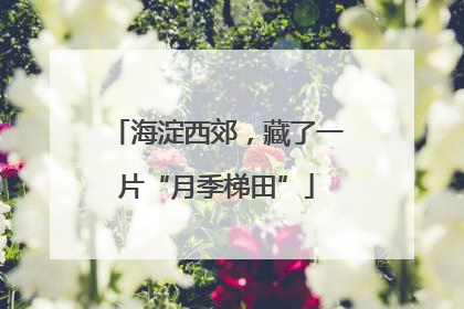 海淀西郊，藏了一片“月季梯田”