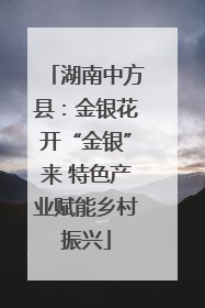 湖南中方县：金银花开“金银”来 特色产业赋能乡村振兴