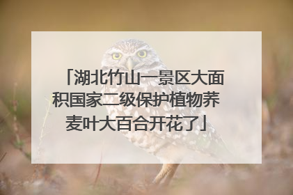 湖北竹山一景区大面积国家二级保护植物荞麦叶大百合开花了