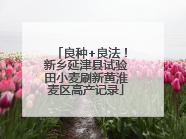 良种+良法！新乡延津县试验田小麦刷新黄淮麦区高产记录