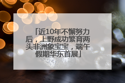 近10年不懈努力后，上野成功繁育两头非洲象宝宝，端午假期华东首展