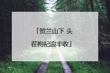 贺兰山下 头茬枸杞迎丰收