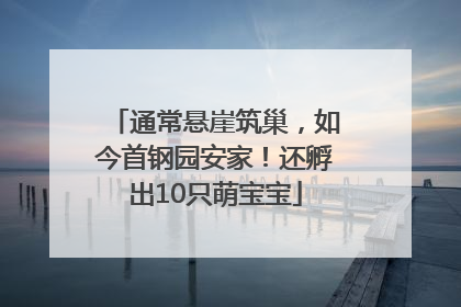 通常悬崖筑巢，如今首钢园安家！还孵出10只萌宝宝