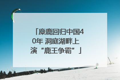 麋鹿回归中国40年 洞庭湖畔上演“鹿王争霸”
