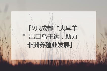 9只成都“大耳羊”出口乌干达，助力非洲养殖业发展